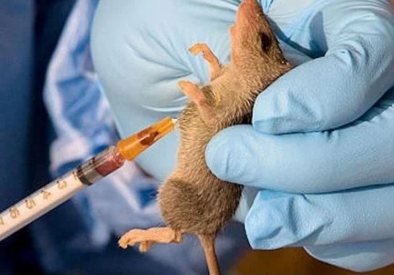Plateau Doctor Dies After Contracting Lassa Fever From Patient
